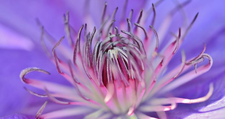 花之美——以flower花加的花的魅力（探索和欣赏以flower花加的花的多样性）